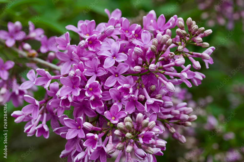 Close up view of beautiful rose color Chinese lilac blooms