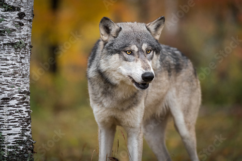 Grey Wolf  Canis lupus  Looks Out by Tree Autumn
