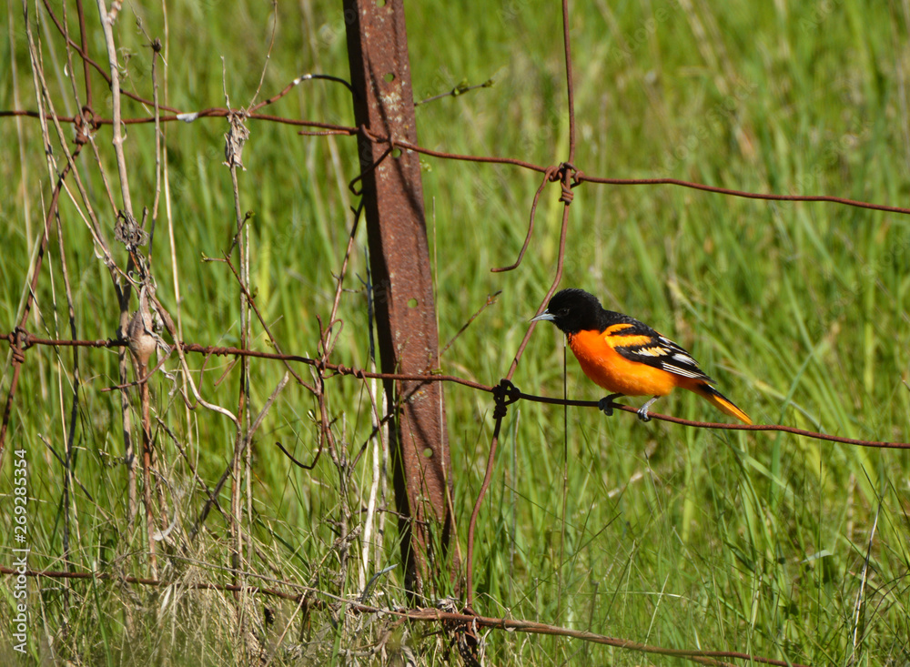 Northern Oriole sits perched on rusty fence Northern Oriole sits perched on rusty fence