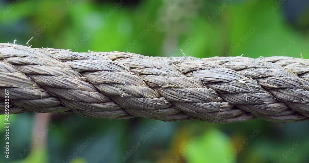 Large Black Ants Running Over A Rope. Close Up View / Macro Shot - DCi 4K Resolution Large Black Ants Running Over A Rope. Close Up View / Macro Shot - DCi 4K Resolution