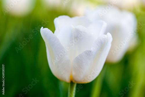 Beautiful white flower tulip close-up. Flowers background