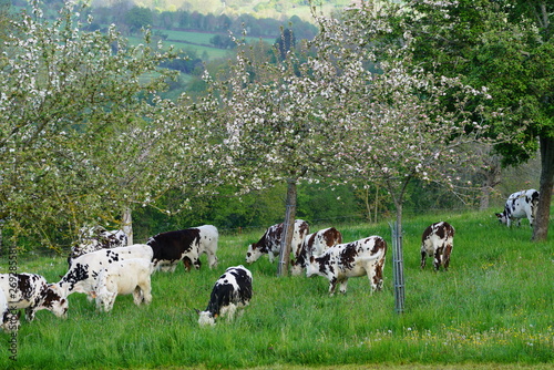 Animal ferme vache 300