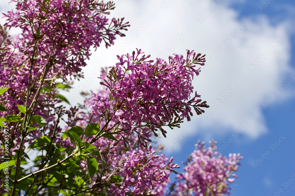 Close up view of beautiful rose color Chinese lilac blooms Close up view of beautiful rose color Chinese lilac blooms