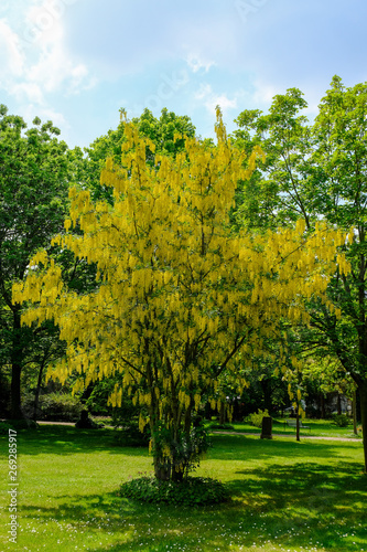 Laburnum, also bean tree, gold rush or yellow shrub