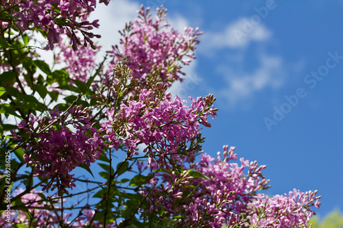 Close up view of beautiful rose color Chinese lilac blooms