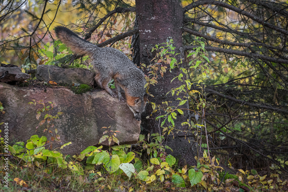 Grey Fox (Urocyon cinereoargenteus) Looks to Jump Down Rock Autumn Grey Fox (Urocyon cinereoargenteus) Looks to Jump Down Rock Autumn