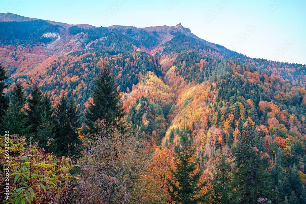 colorful trees in the mountains of Svaneti in the fall. Beautiful landscape colorful trees in the mountains of Svaneti in the fall. Beautiful landscape