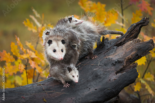 Opossum (Didelphimorphia) Stands With Joeys at End of Log Autumn