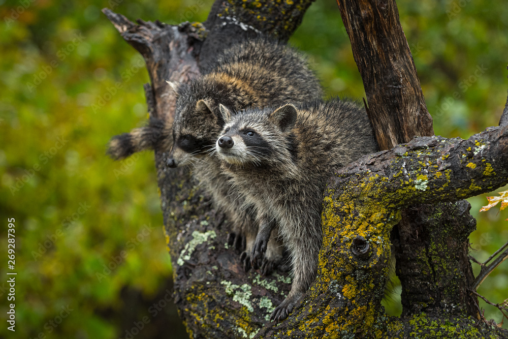 Raccoons (Procyon lotor) Look Up in Tree Autumn Raccoons (Procyon lotor) Look Up in Tree Autumn