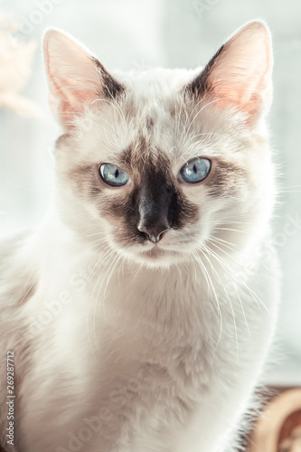 white cat with dark spots and blue eyes on the windowsill in winter © yuliagubina