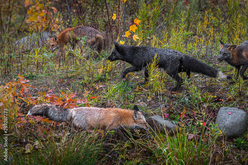 Skulk of Fox (Vulpes vulpes) Roam About Autumn