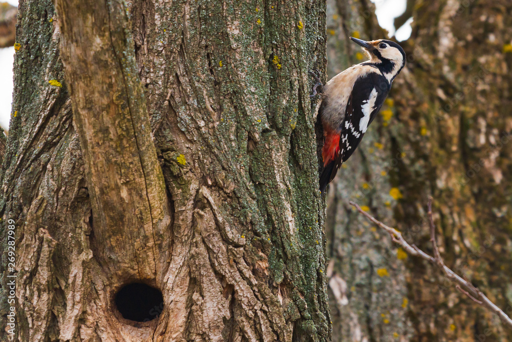 Great spotted woodpecker on a pine tree on a spring morning in the hollow building Great spotted woodpecker on a pine tree on a spring morning in the hollow building