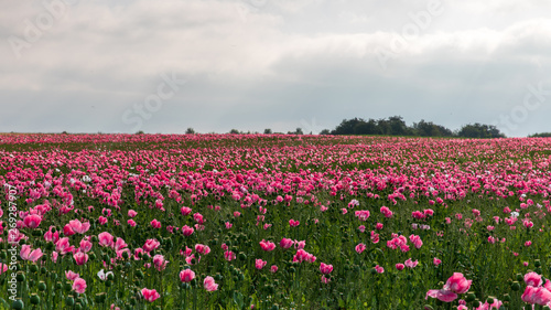 Wallpaper Mural Mohnblumen 6 Torontodigital.ca