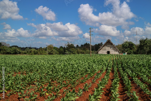 Cuba, vignales, tobaccofarms, countryside, tobacco photo