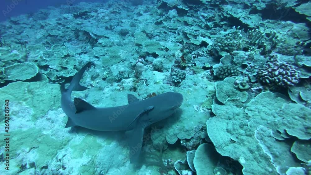 Colorful seaded on the coralreef. Beautiful fishes in underwoter world. Bright sea buttom landscape full of colorful fish. Underwater ocaen aquatic wildlife. shark