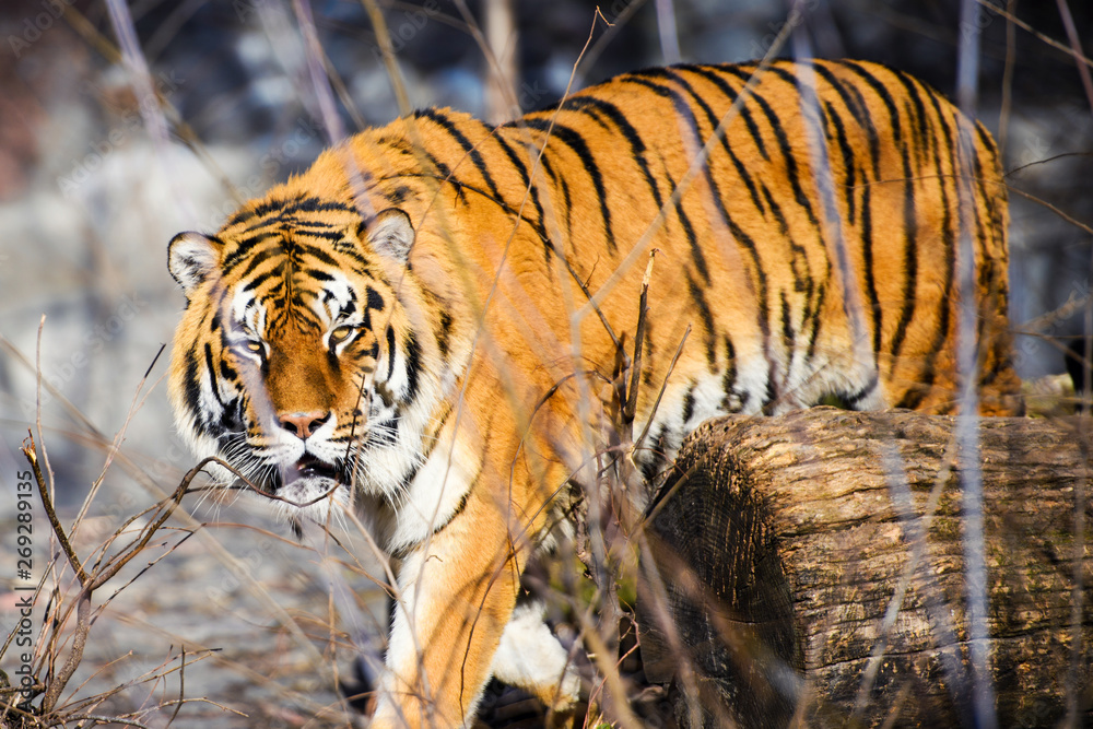 Obraz premium Beautiful Amur tiger