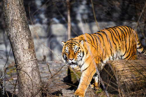 Beautiful Amur tiger