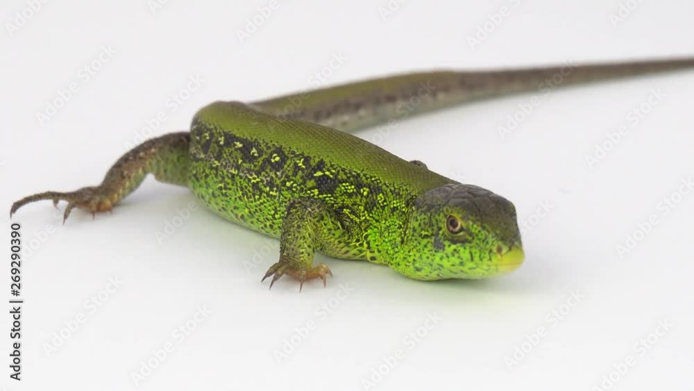 Green lizard on white background