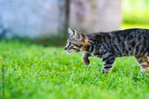 Cute little kitten on green grass © The Len