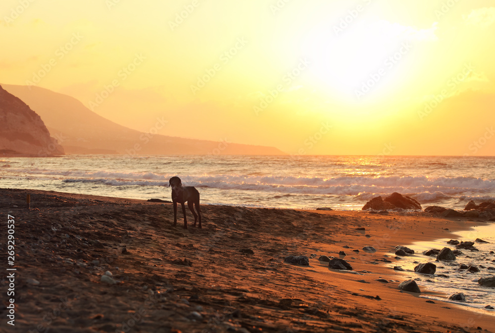 Lone stray dog standing on the sunset lit beach, calm sea in background.