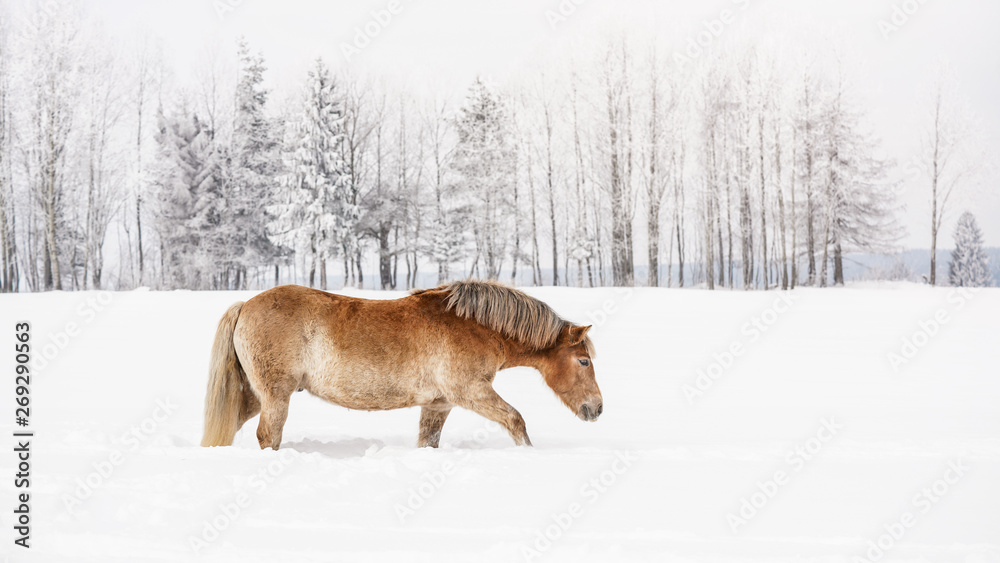 Light brown horse wading through snow on field in winter, blurred trees in background Light brown horse wading through snow on field in winter, blurred trees in background
