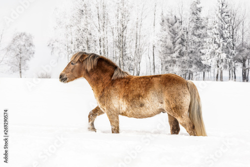 Light brown horse wading through snow covered field, winter trees in background