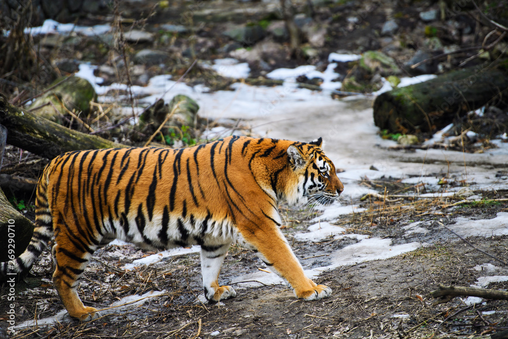 Obraz premium Beautiful Amur tiger
