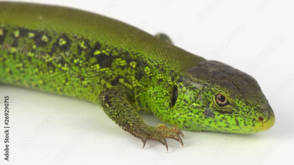 Green lizard on white background Green lizard on white background