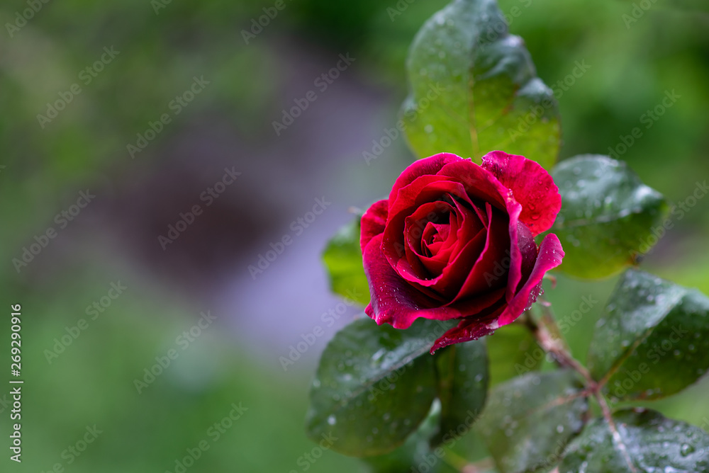 Red rose with water drops