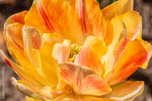 Yellow Peony Tulip with Red Striping