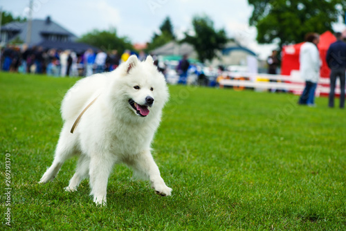 Dog playing outside smiles