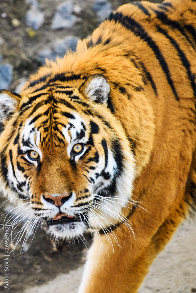 Naklejka premium Beautiful Amur tiger