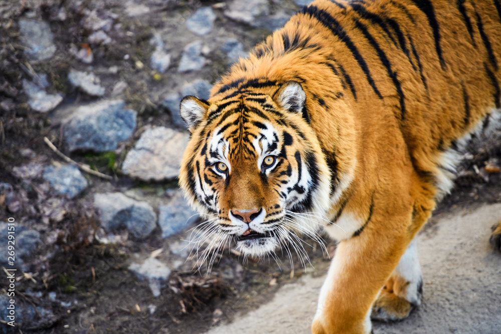 Fototapeta premium Beautiful Amur tiger