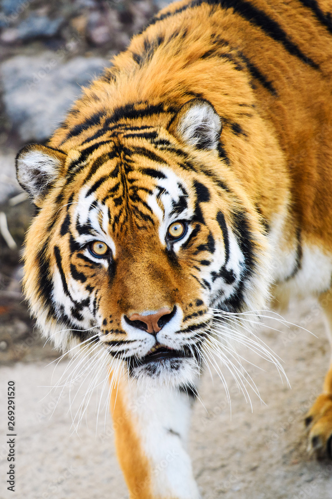 Fototapeta premium Beautiful Amur tiger