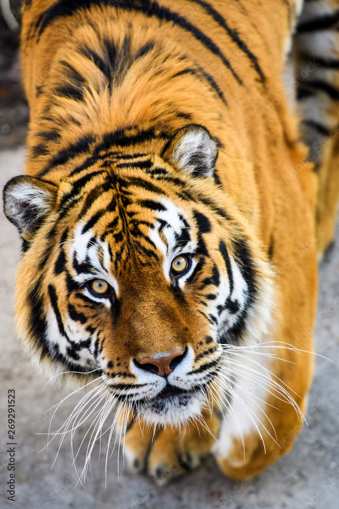 Naklejka premium Beautiful Amur tiger