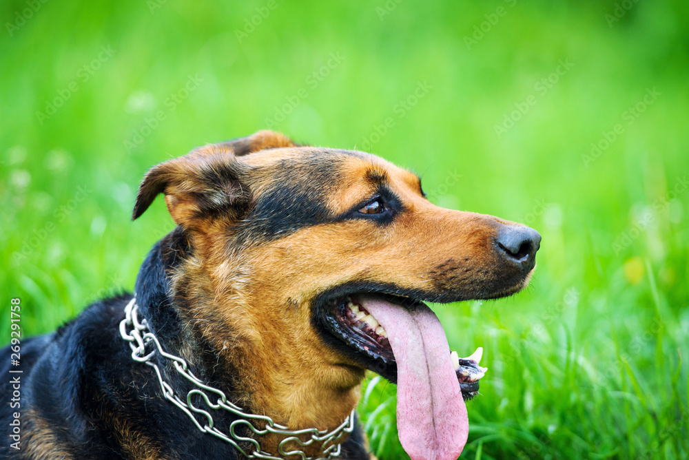 Dog on green grass Dog on green grass