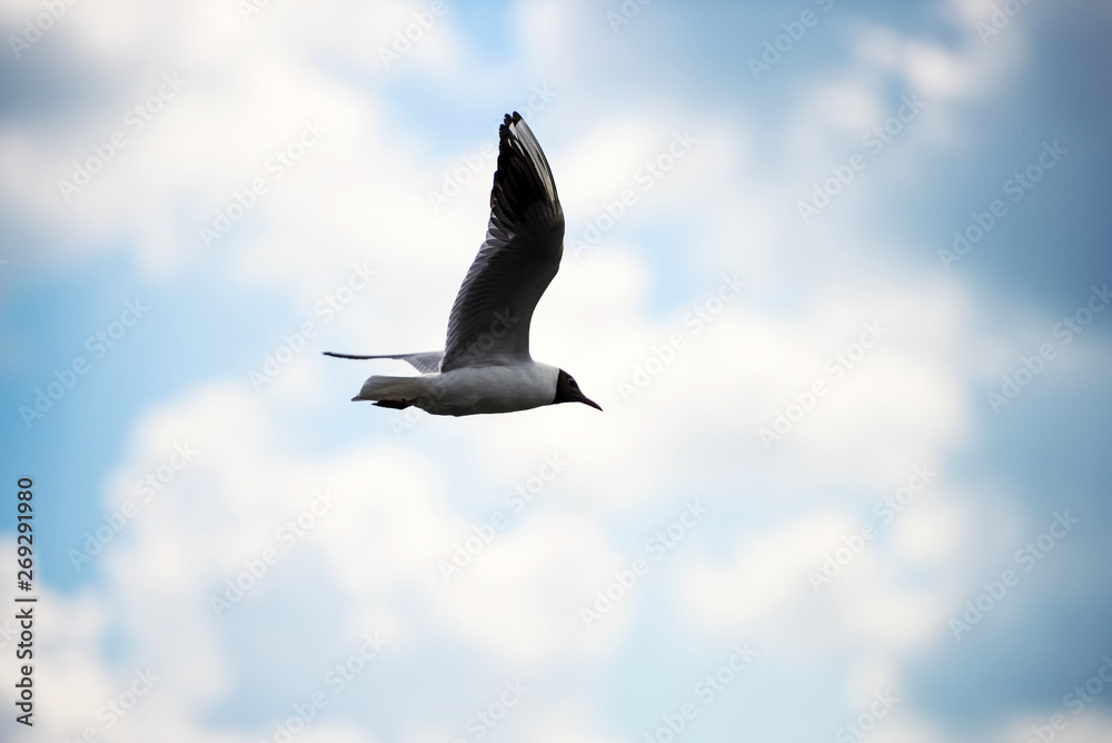 Obraz premium Seagulls flying in the blue sky.