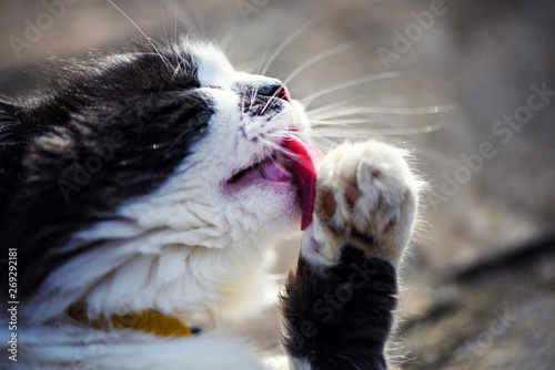 Cute cat licks paw
