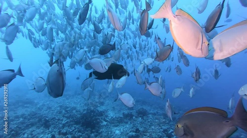 Coral reef and tropical fish in underwater world. Diving and snorkelling. Natural enviromen conditions. Warm ocean and clear water