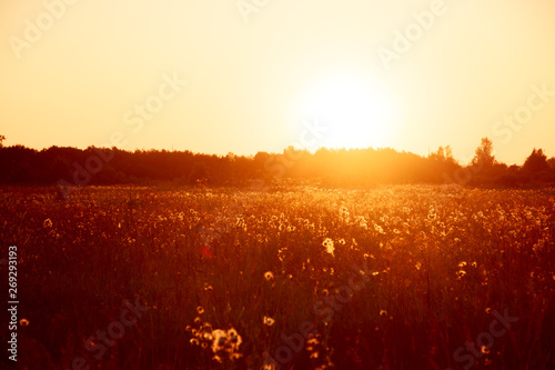 Summer sunset in the field. Evening field. Field with grass and wildflowers. Ray of sunshine
