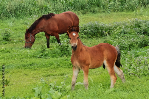 brown foal on the field with a horse. in the meadow grazing foal and his mother's horse. a young brown foal stands in a meadow. a beautiful colt. © Katsiaryna