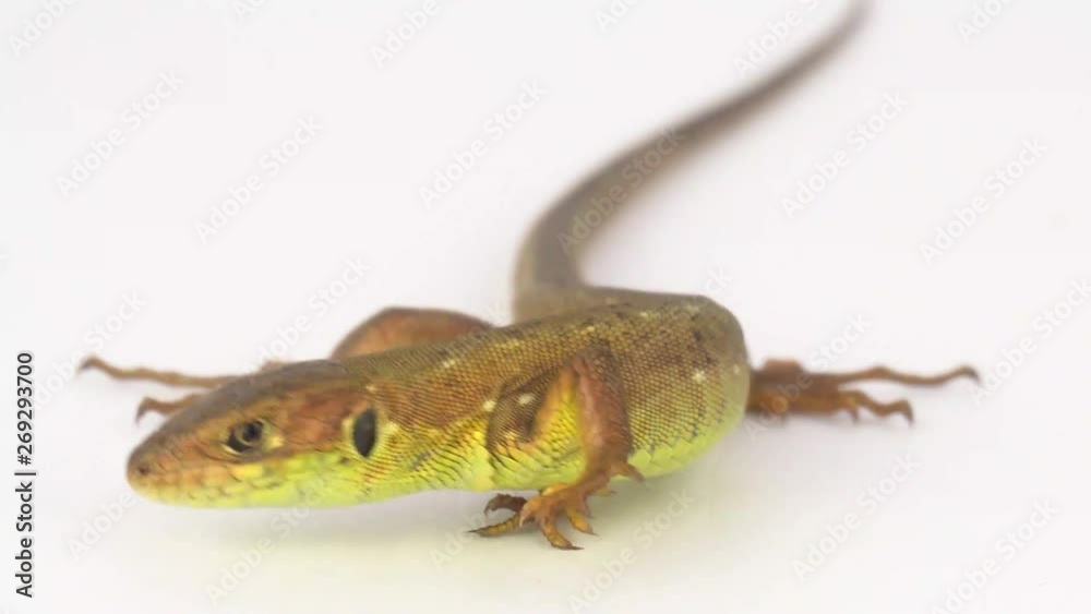 Brown lizard on white background Brown lizard on white background