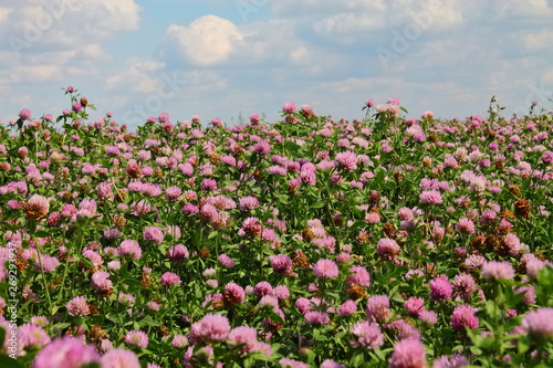 large field with flowering clover. beautiful purple clover flowers. large field with blooming red clover. food for farm animals