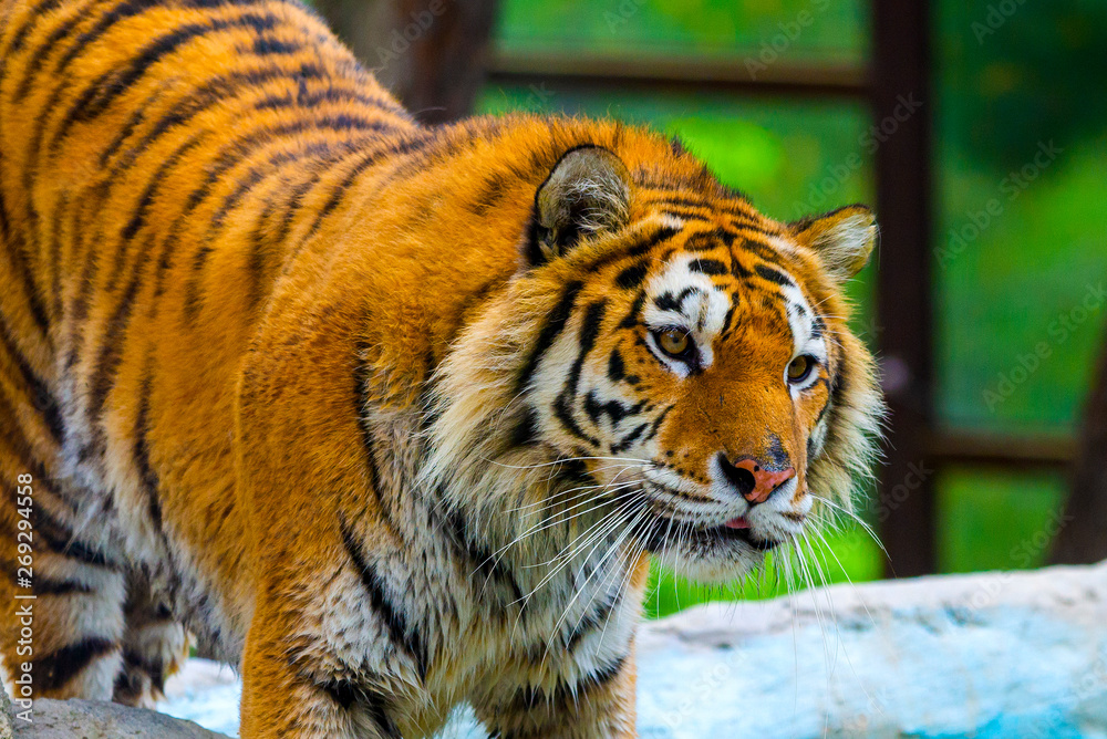 Obraz premium Siberian tiger, Panthera tigris altaica, also known as the Amur tiger