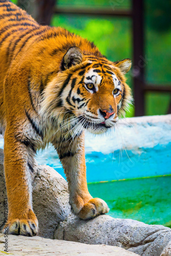 Siberian tiger portrait. Aggressive stare face meaning danger for the prey. Closeup view to angry expression photo