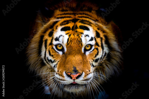 Siberian tiger, Panthera tigris altaica, also known as the Amur tiger photo