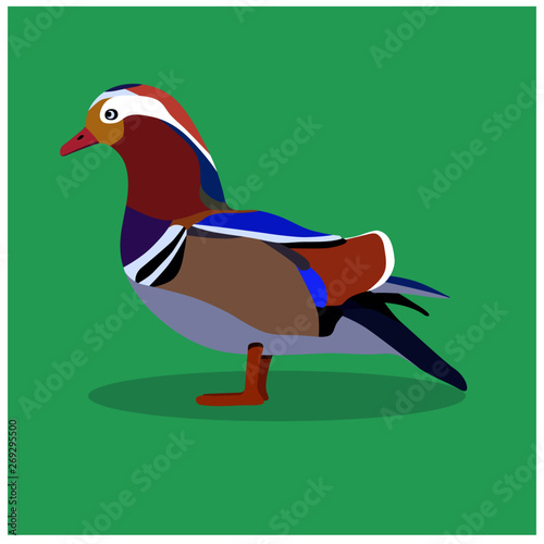 Mandarin duck vector duck bird zoo wild