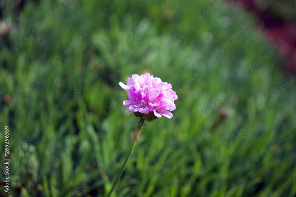 Single chives garden herb flower against green leaves burred background Single chives garden herb flower against green leaves burred background