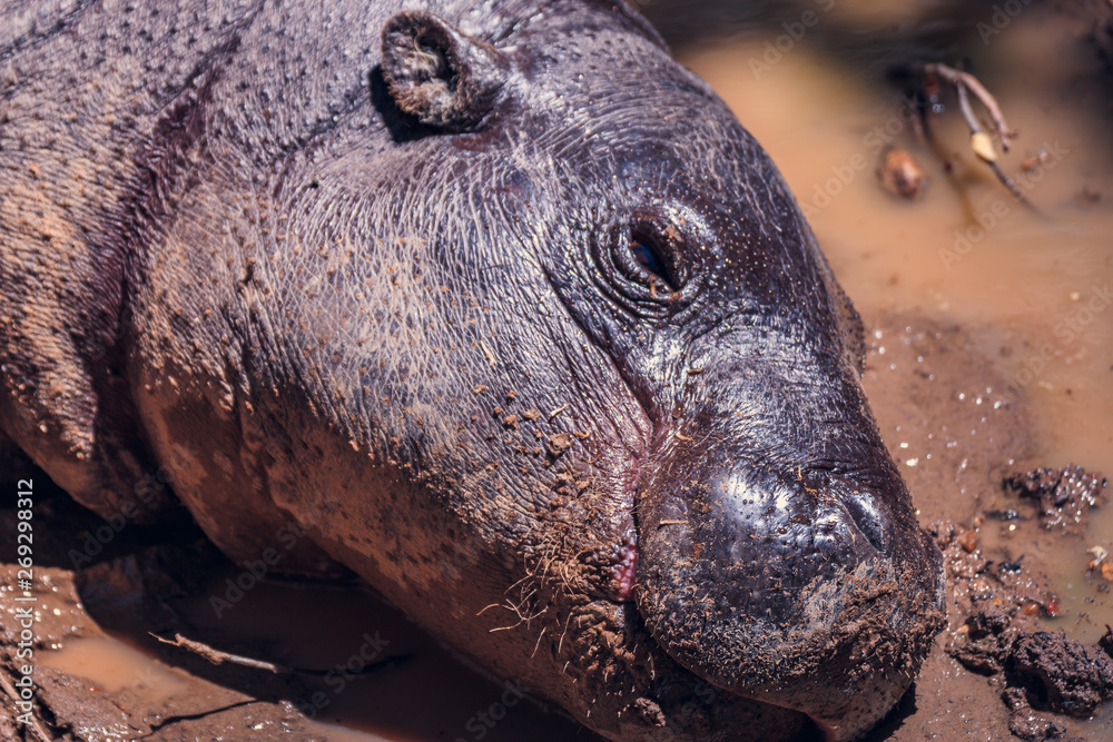 Fototapeta premium Hippopotamus lying and relaxed in the mud. Nature and Zoo animals concept