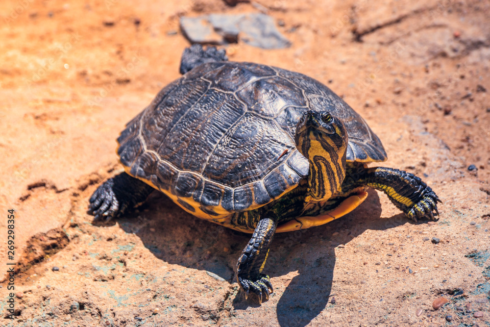 Obraz premium One little turtle in the sand. Concept of nature and animal life